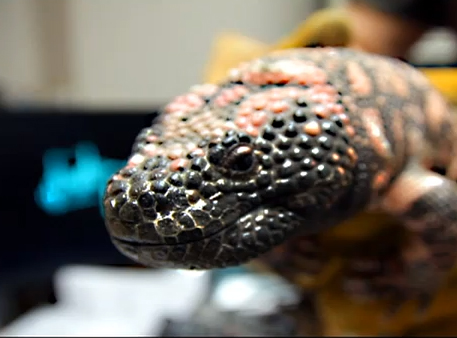 Gila Monster Photo Shoot