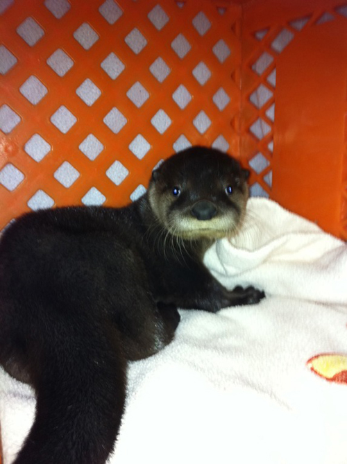 Baby Otter