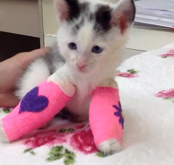 A Kitten Named Stevie Topples