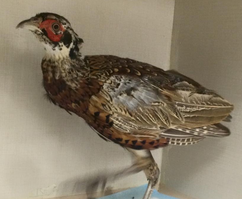 Dewdney Diaries from September 2015
